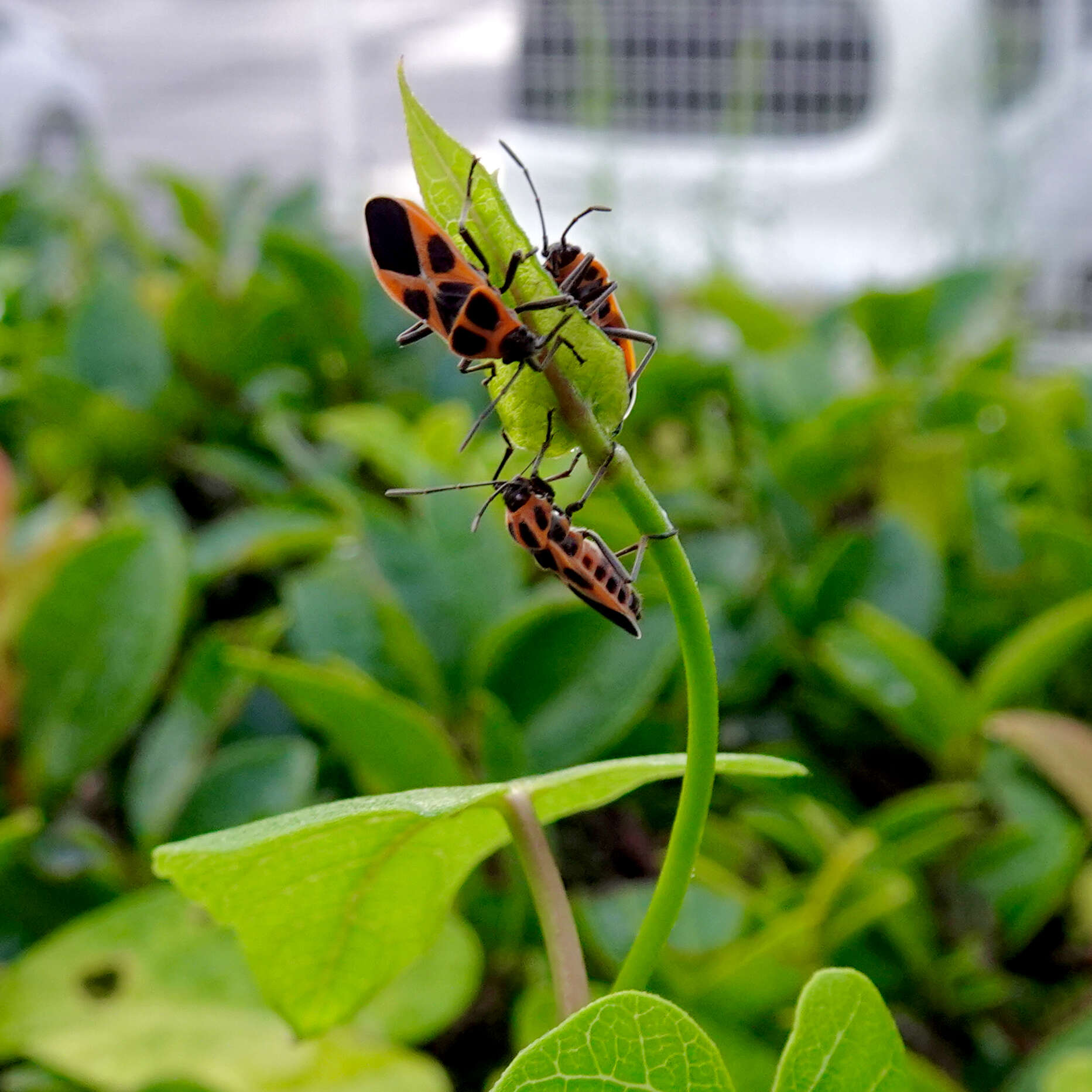 Image de Tropidothorax sinensis