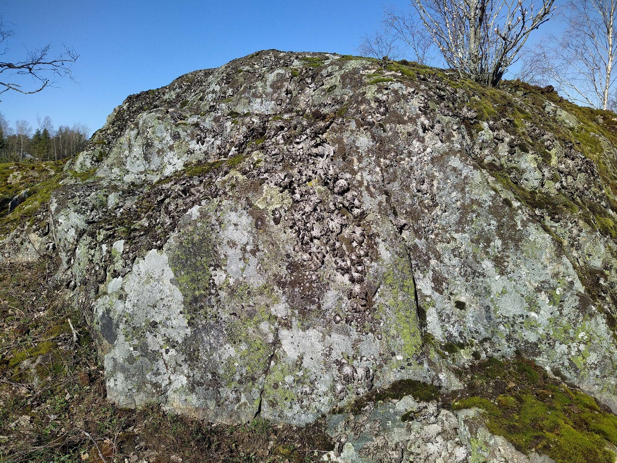 Image of blistered navel lichen