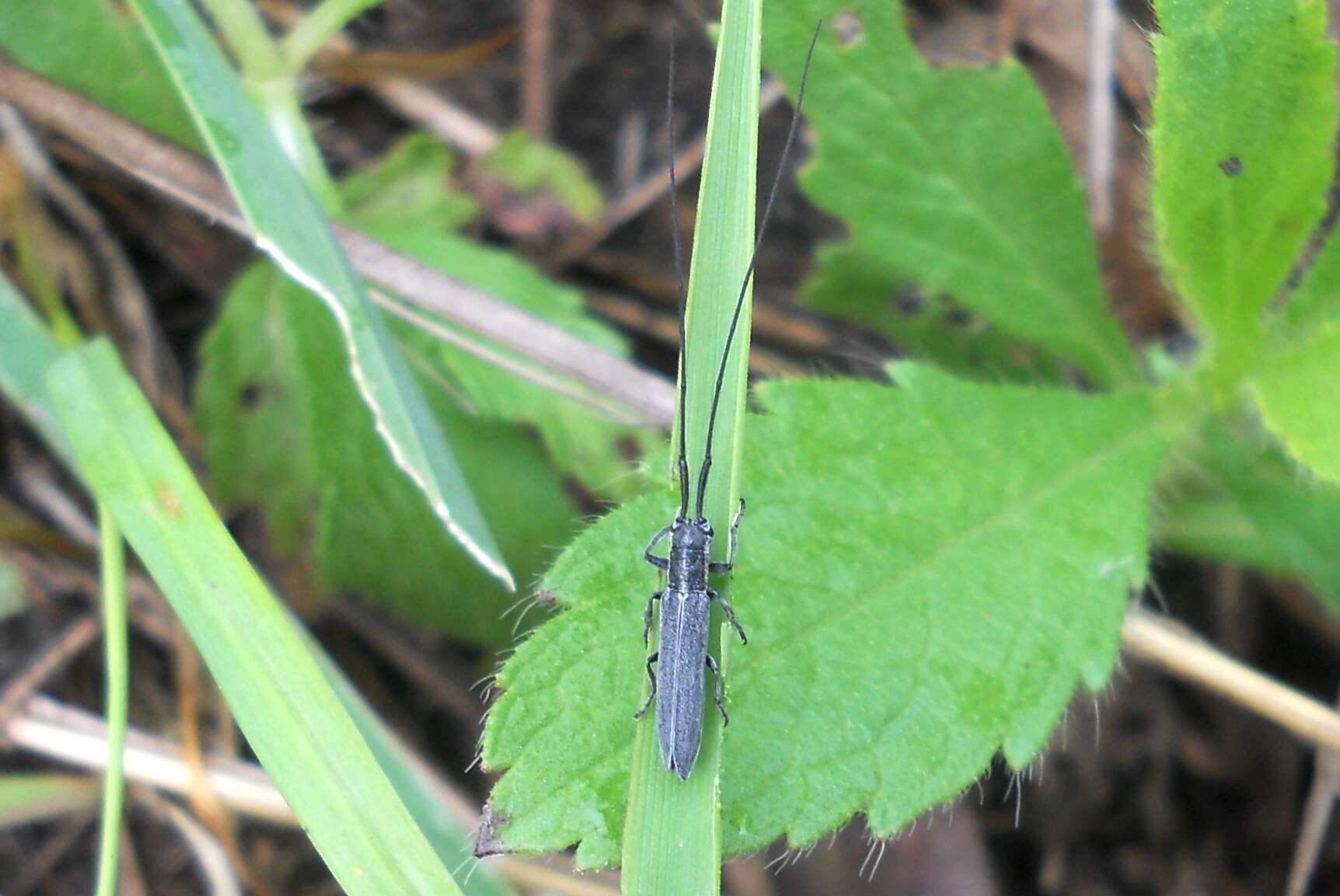 Image of Theophilea subcylindricollis Hladil 1988