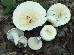 Image of Lactarius piperatus (L.) Pers. 1797