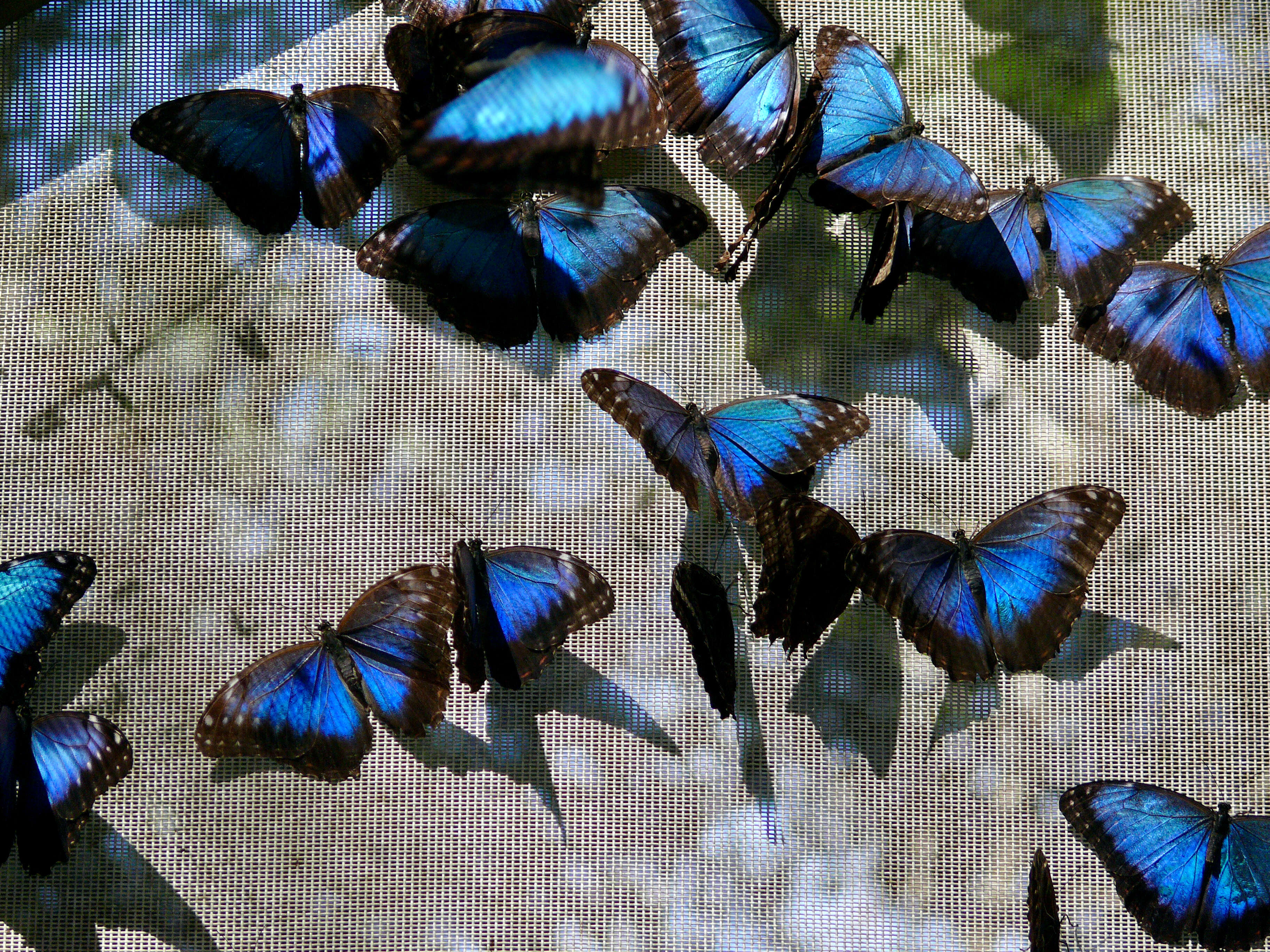 Plancia ëd Morpho peleides Kollar 1850