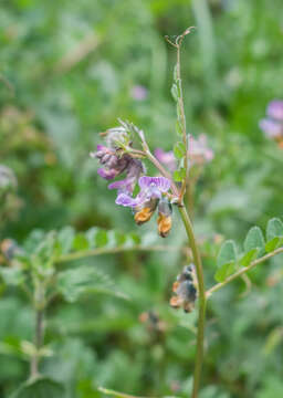 Image of bush vetch