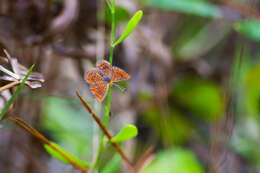 Image of Little Metalmark