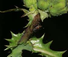 Image of Aphid