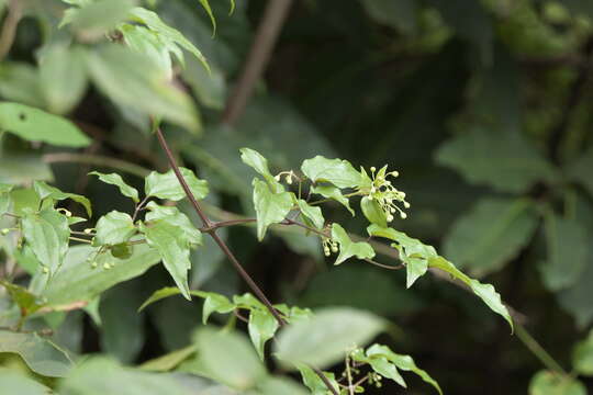 Image of Clematis javana DC.