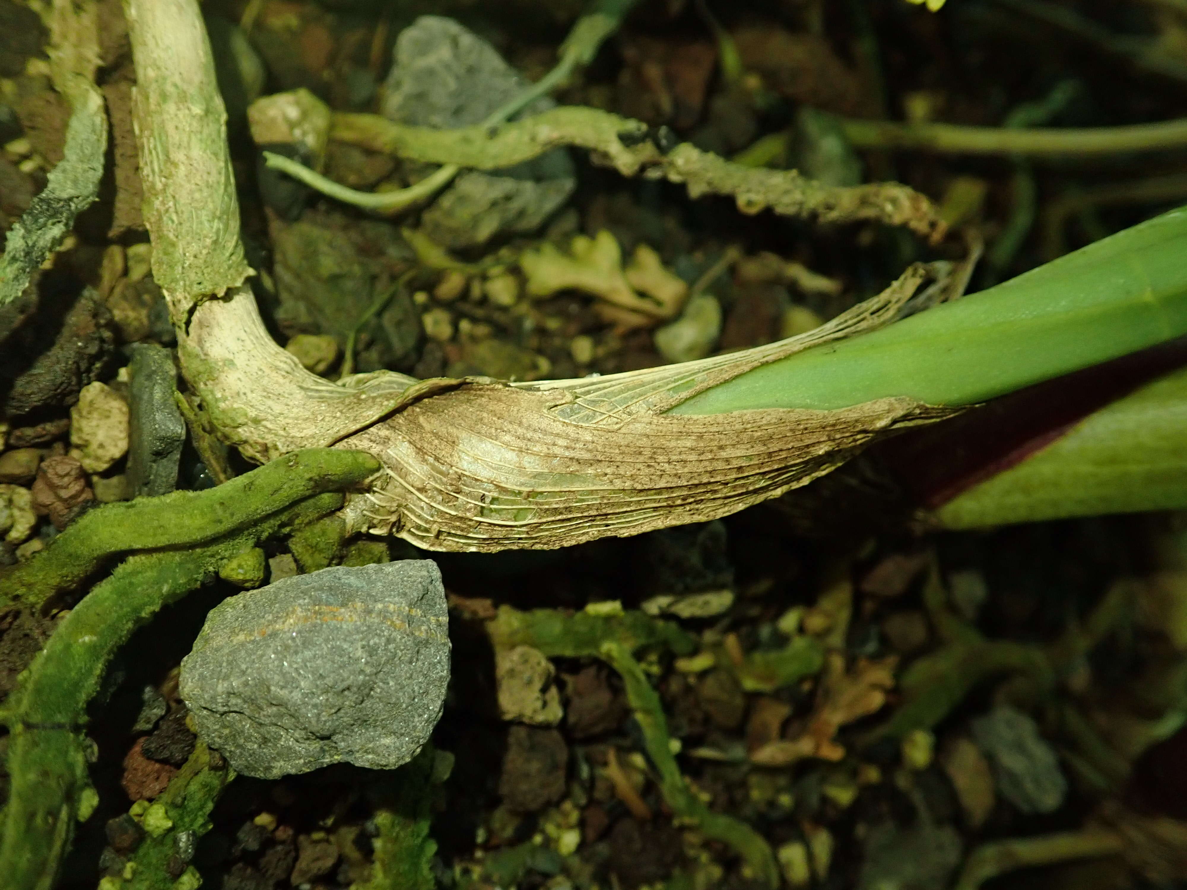 Image of Eria javanica (Sw.) Blume