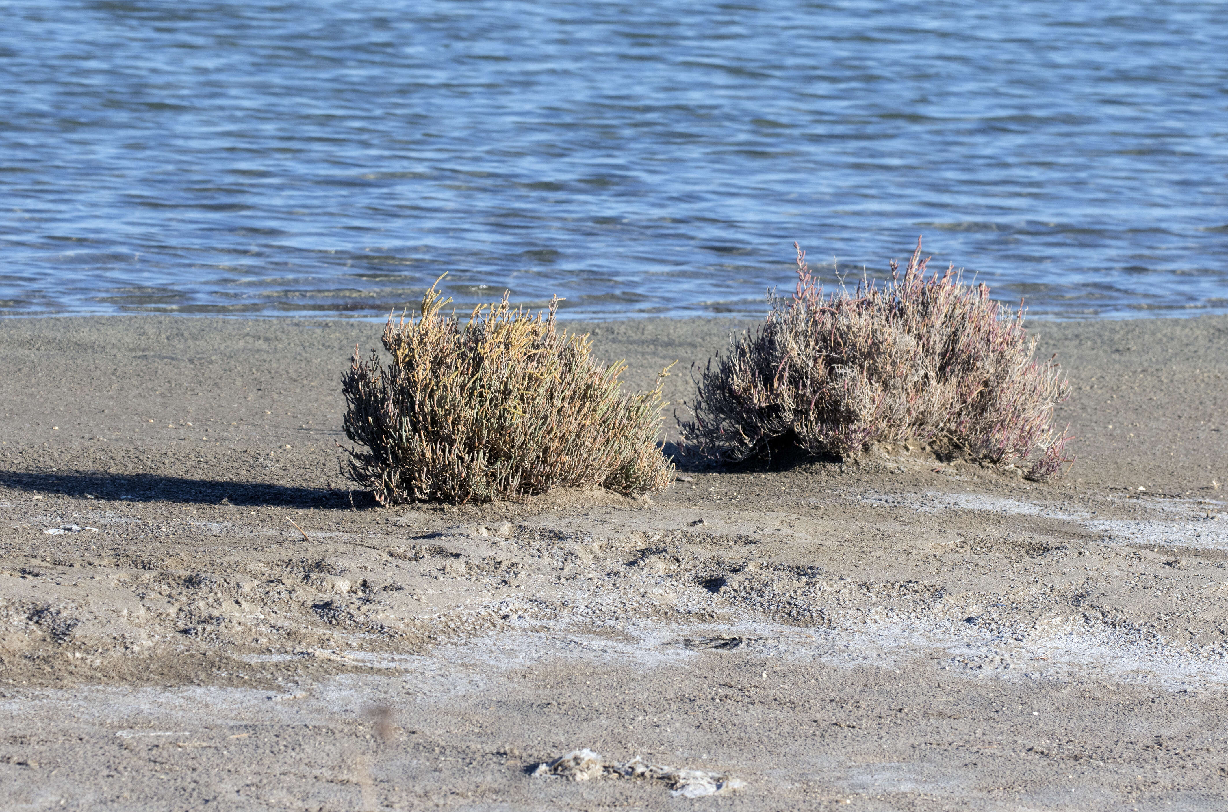 Слика од Salicornia perennis Miller