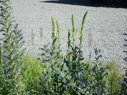 Verbascum nigrum L. resmi