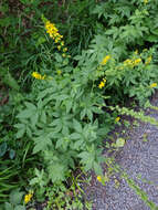 Image of fragrant agrimony