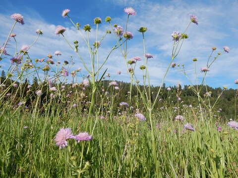 Слика од Knautia arvensis (L.) Coulter