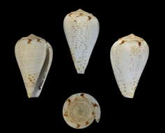 Image of Conus lineopunctatus Kaicher 1977