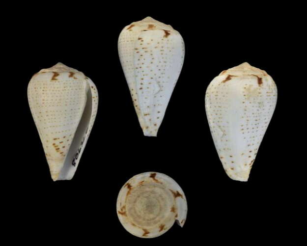 Image of Conus lineopunctatus Kaicher 1977