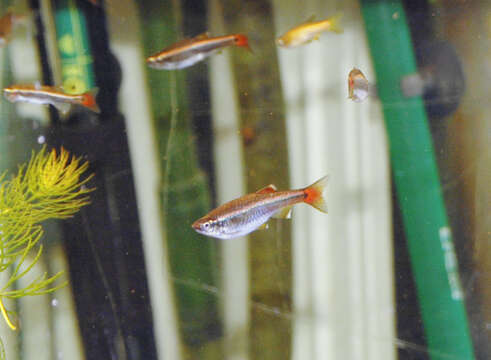 Image of White Cloud Mountain Minnow