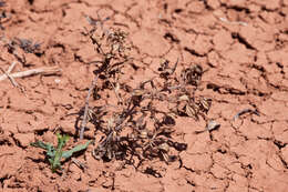 Image of Texas blueweed