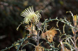 Image of Banksia