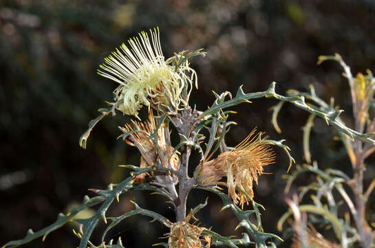 صورة Banksia