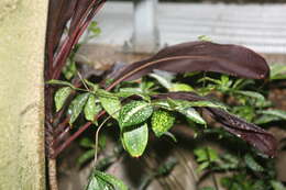 Image of gold dust dracaena