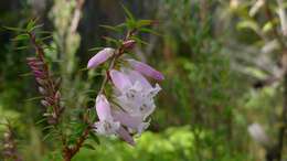 Plancia ëd Epacris impressa Labill.