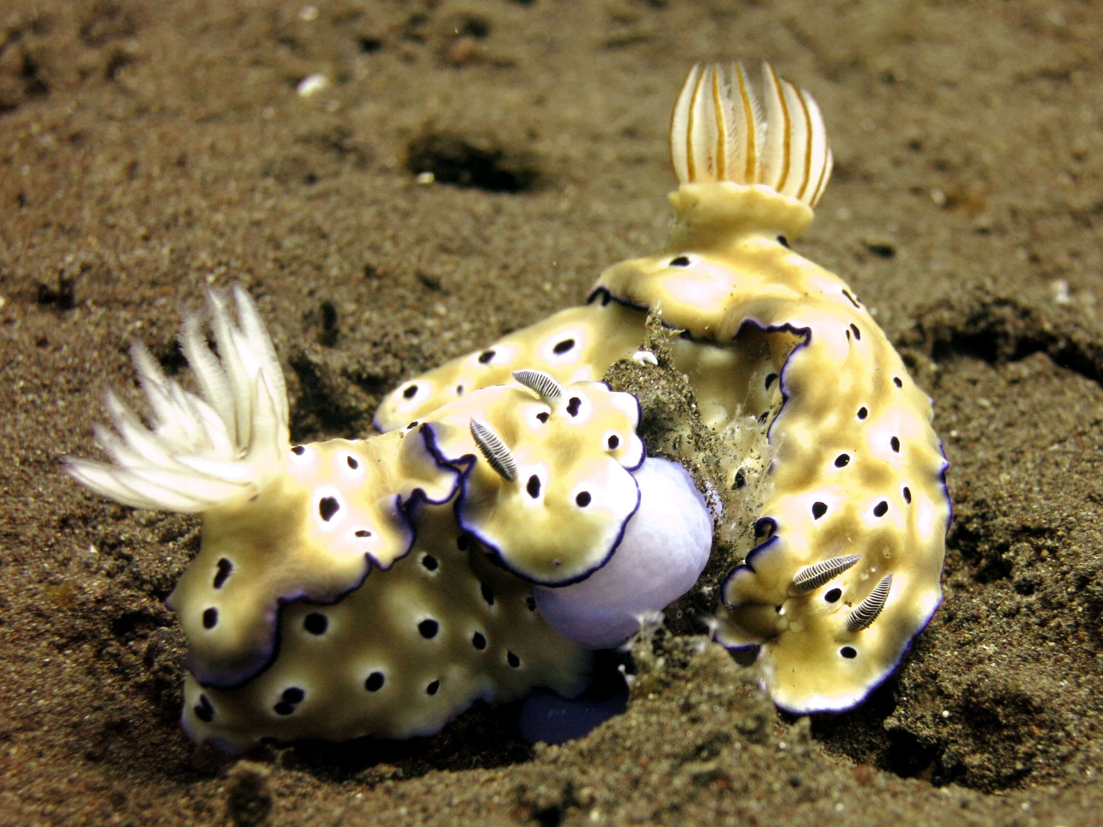 Image of Leopard head flapper slug