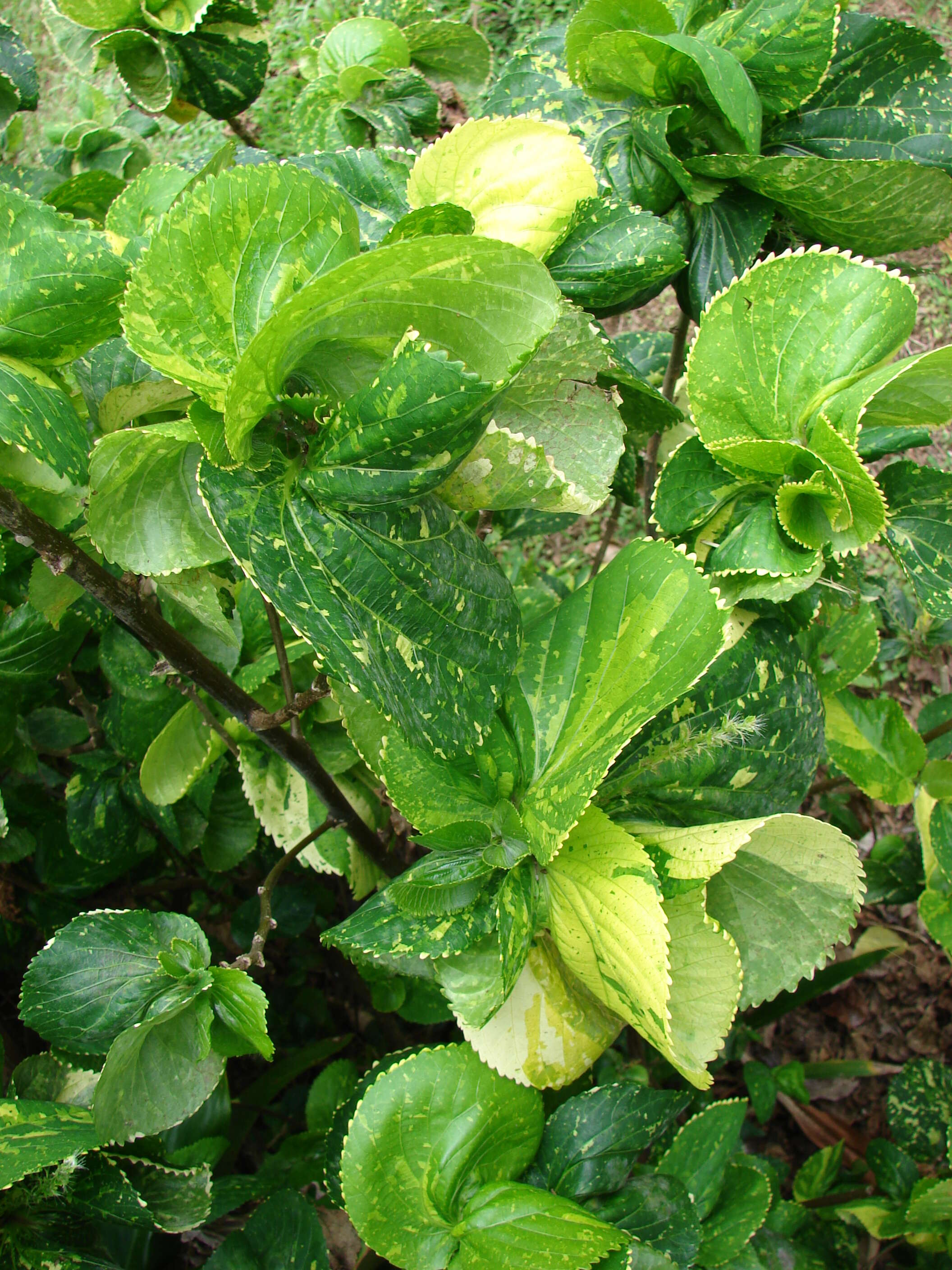 Image de Acalypha wilkesiana Müll. Arg.