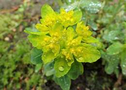 Image of cushion spurge