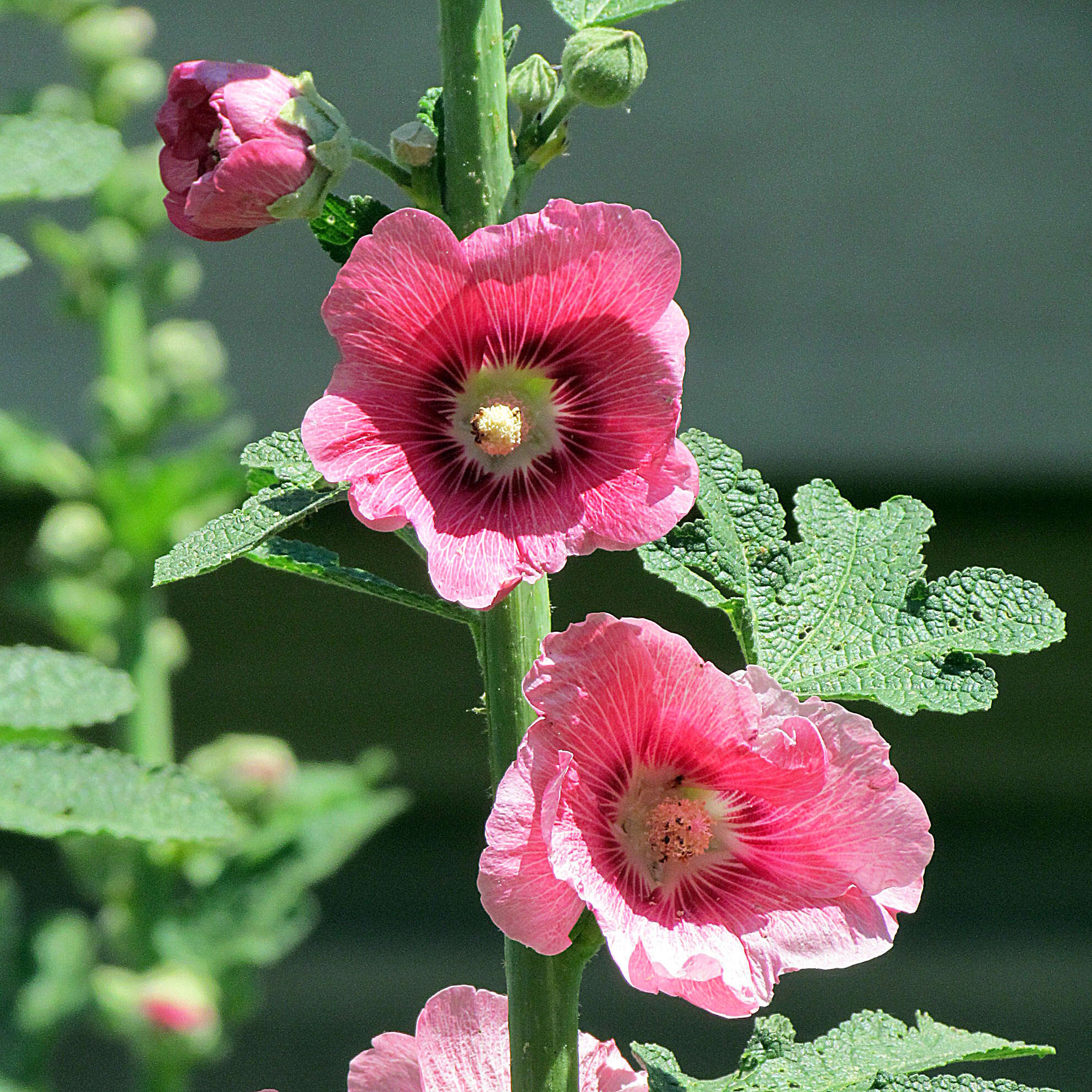 Image of hollyhock