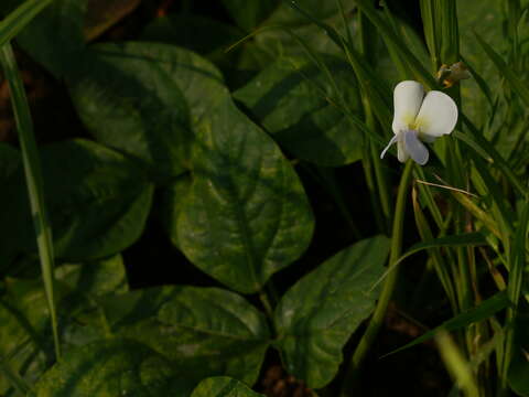 Image of blackeyed pea