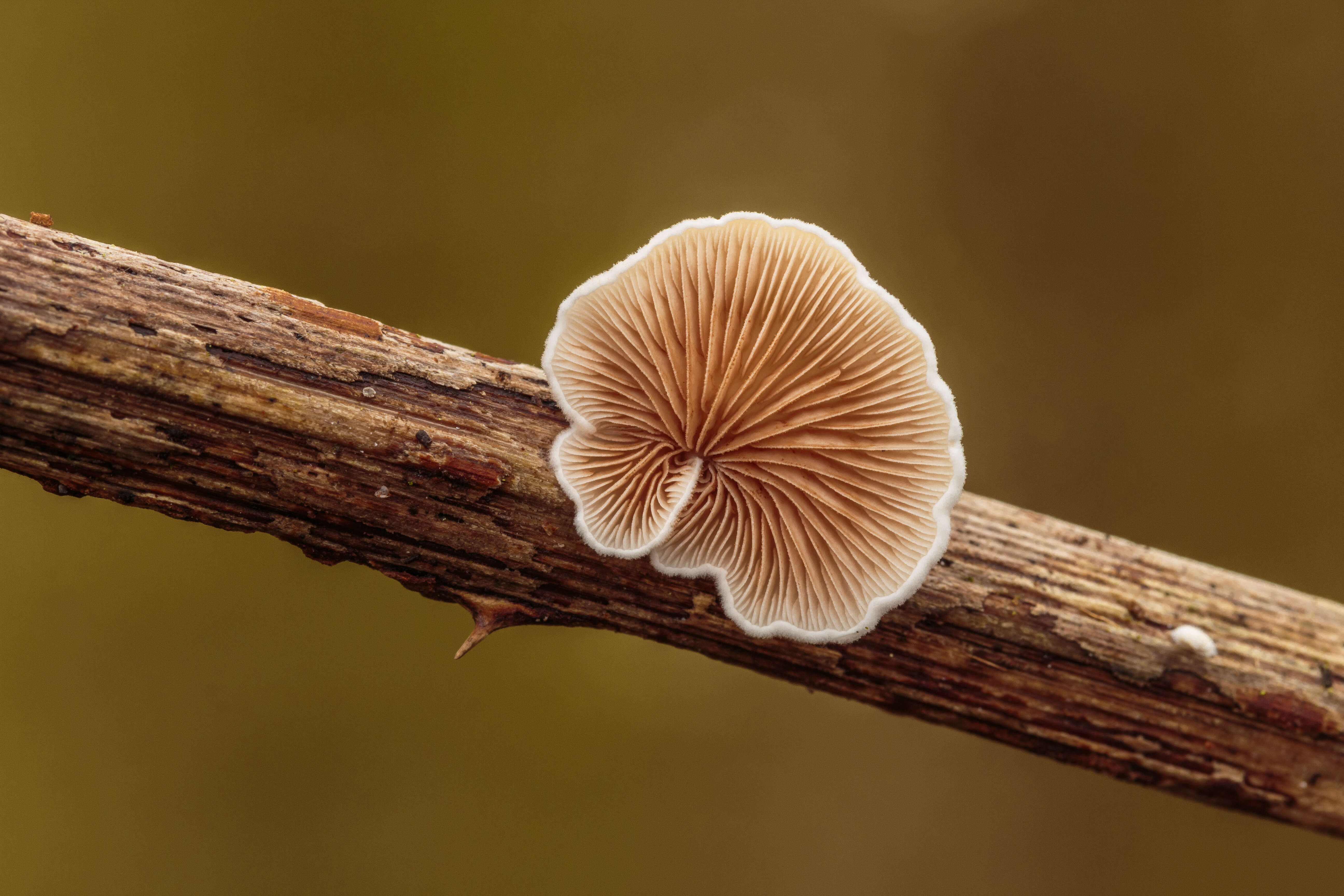 Слика од Crepidotus variabilis (Pers.) P. Kumm. 1871