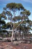 Image of Eucalyptus corrugata Luehm.