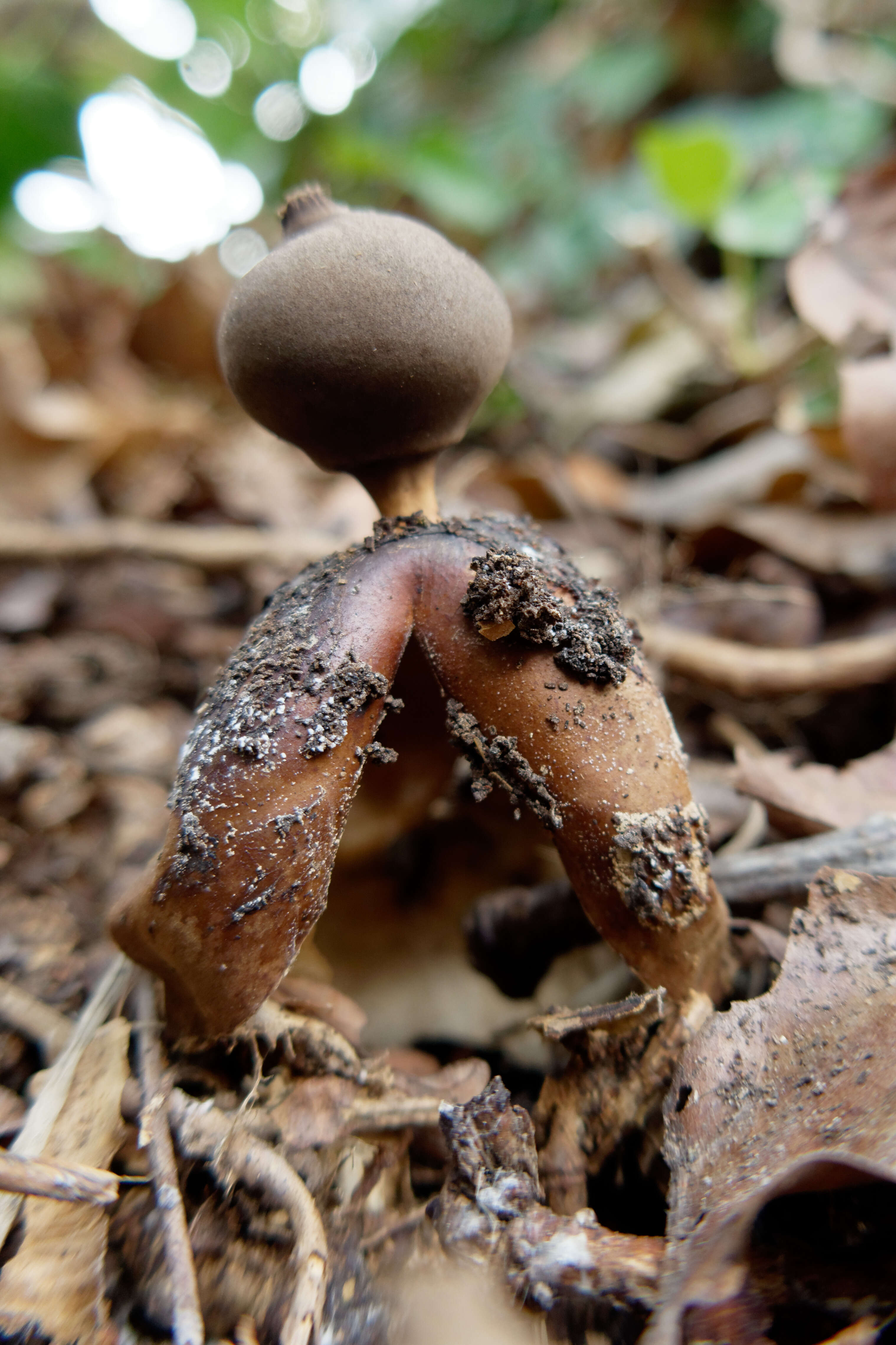 Imagem de Geastrum fornicatum (Huds.) Hook. 1821