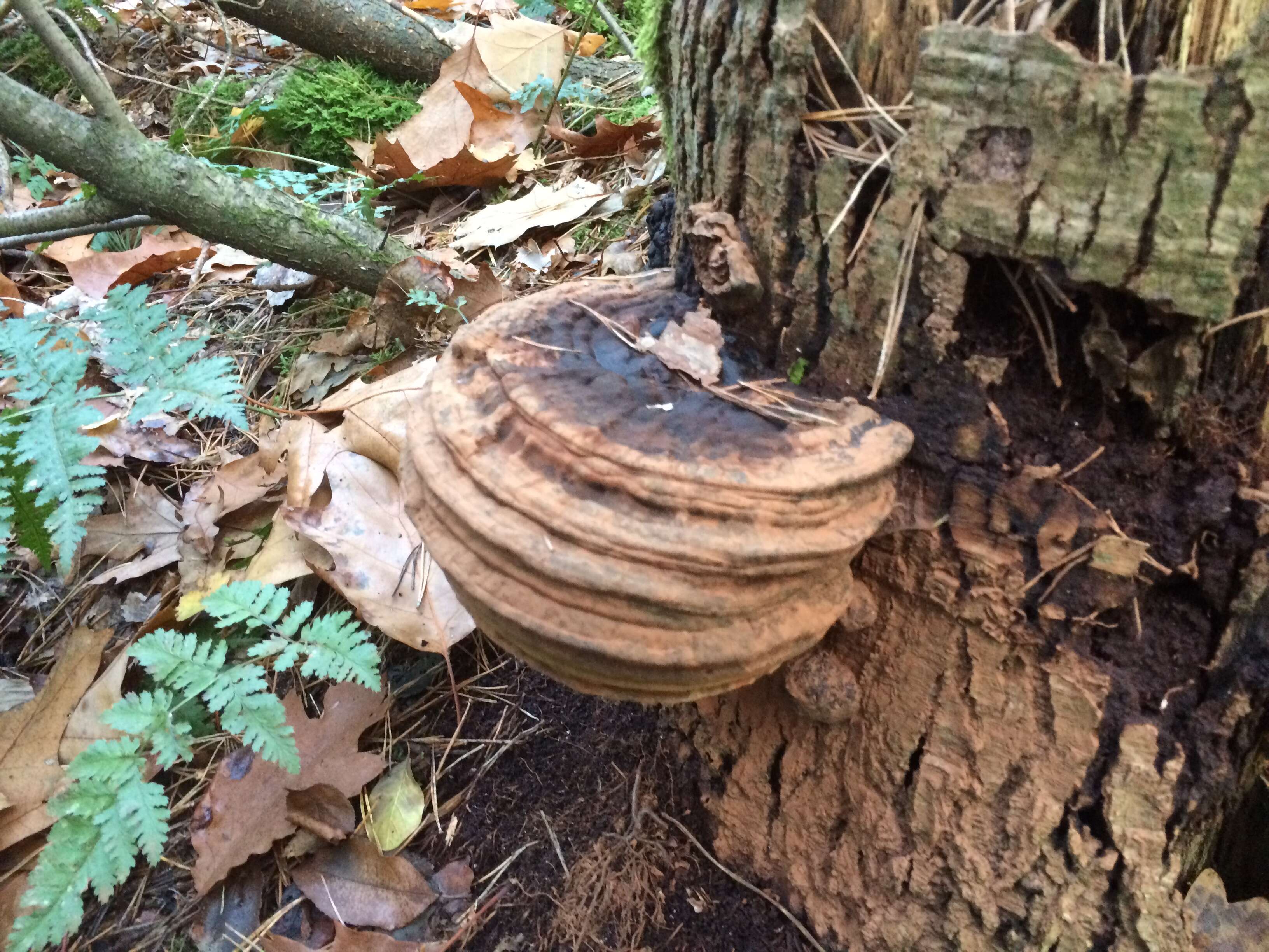 Image of Ganoderma applanatum