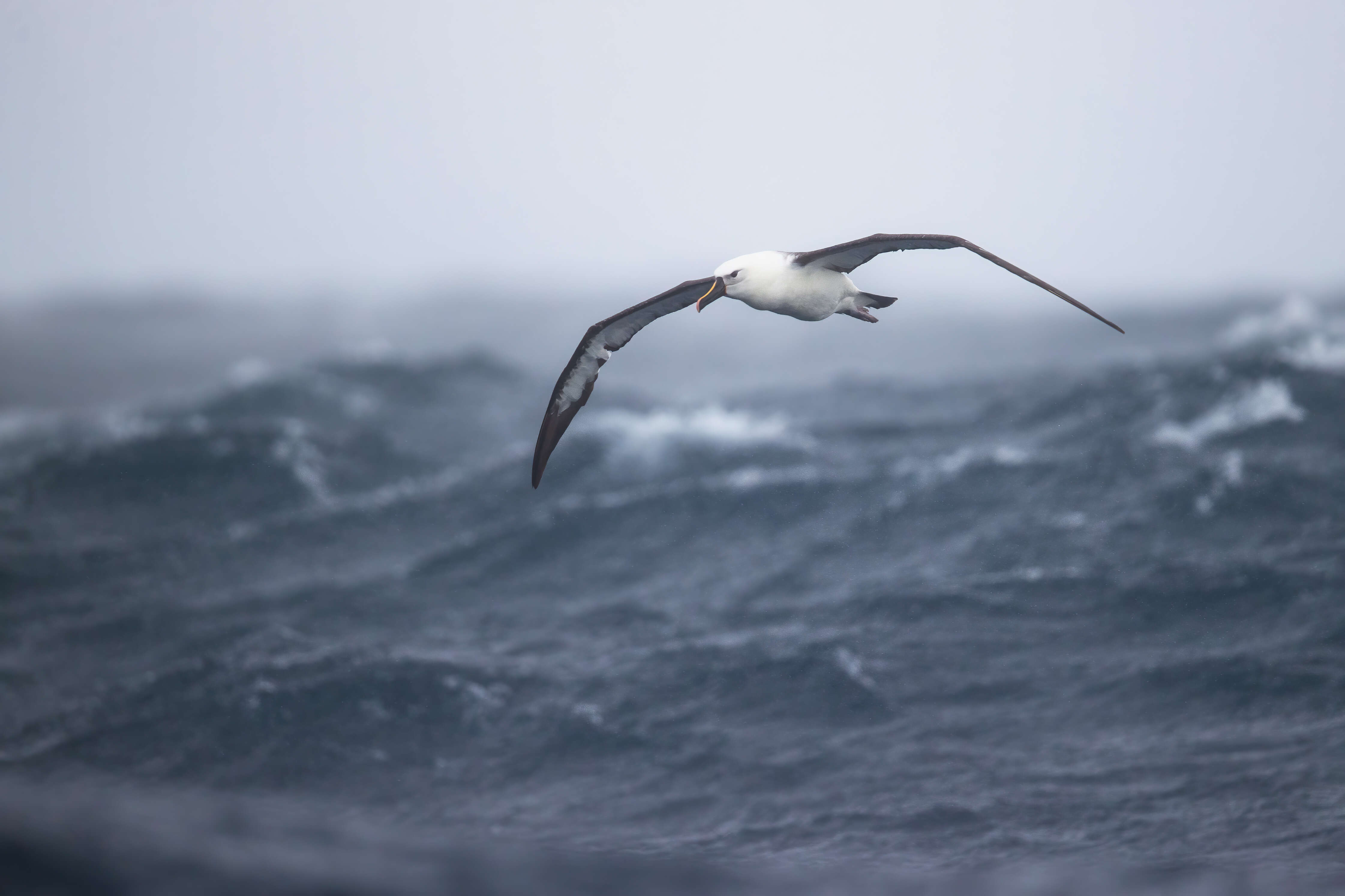 Image of Indian Yellow-nosed Albatross