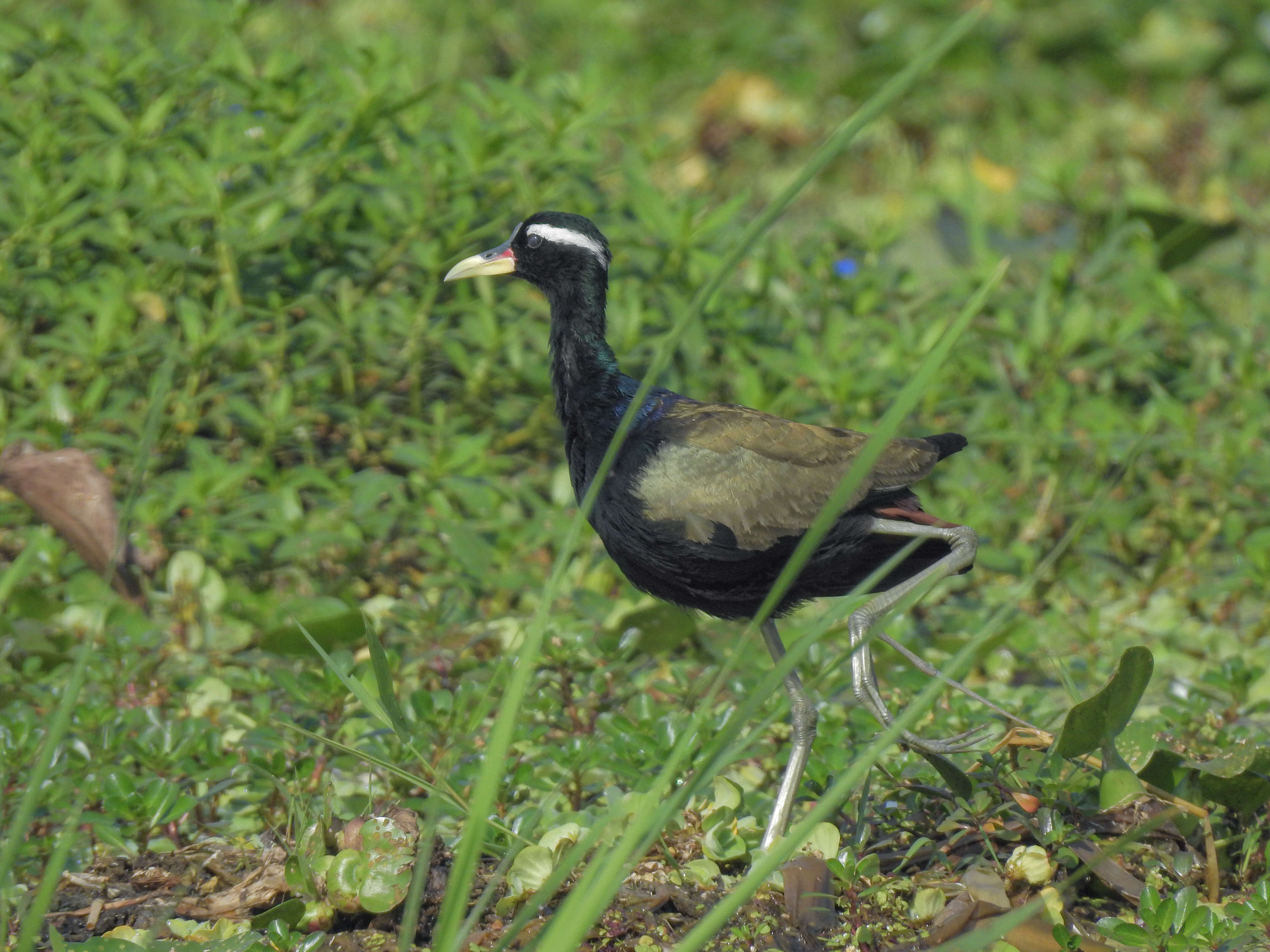 Image of Metopidius Wagler 1832