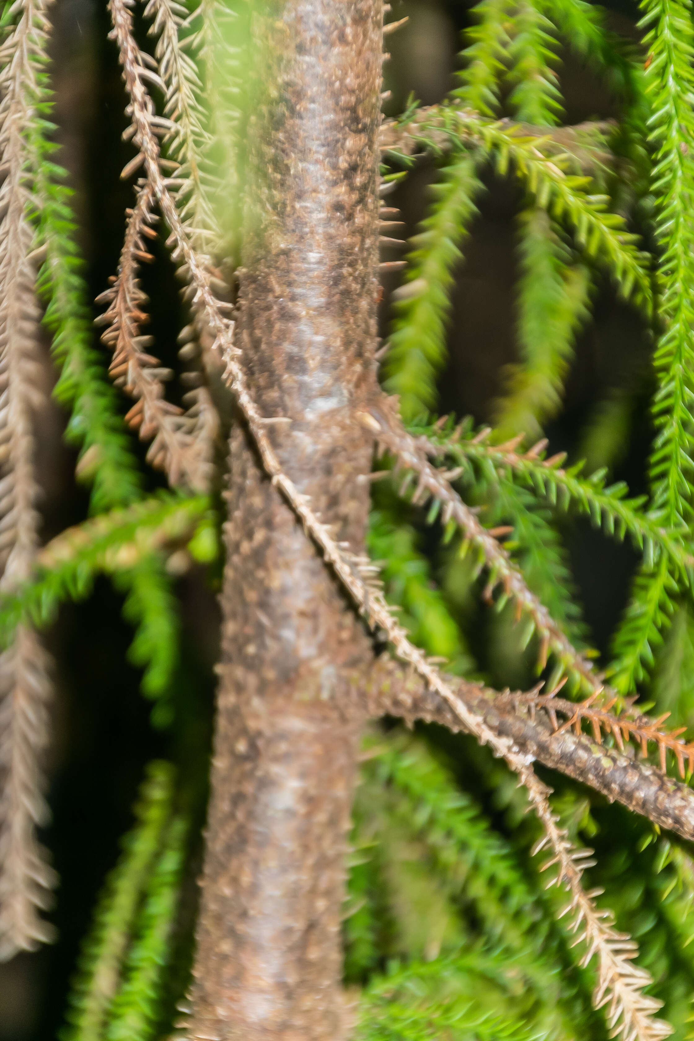 Image of Dacrydium