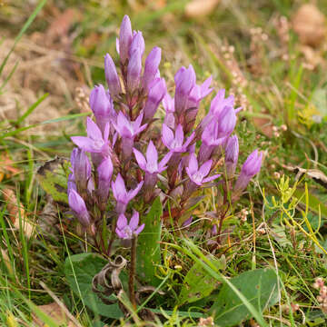 Image of chiltern gentian