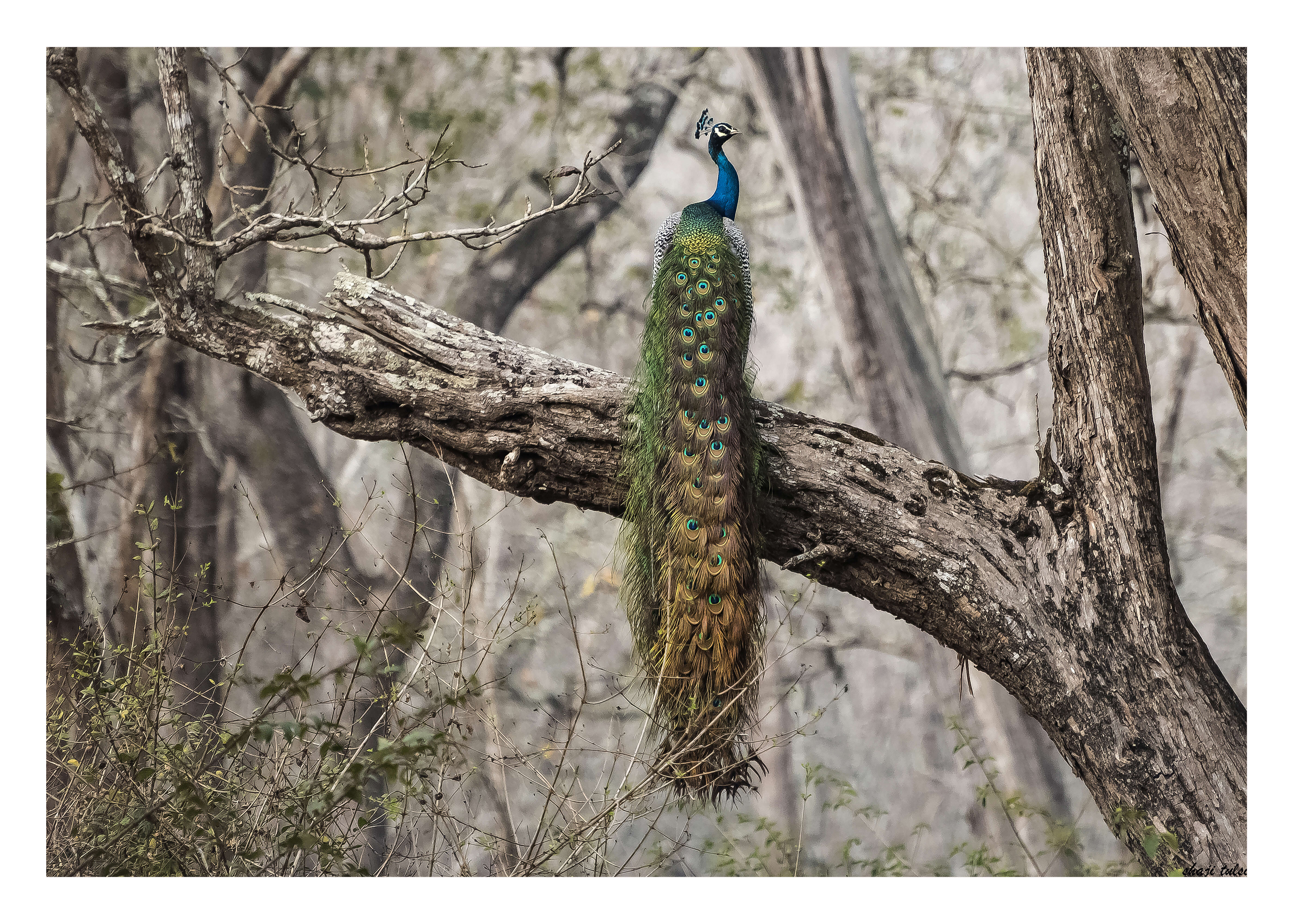 Image of Asiatic peafowl