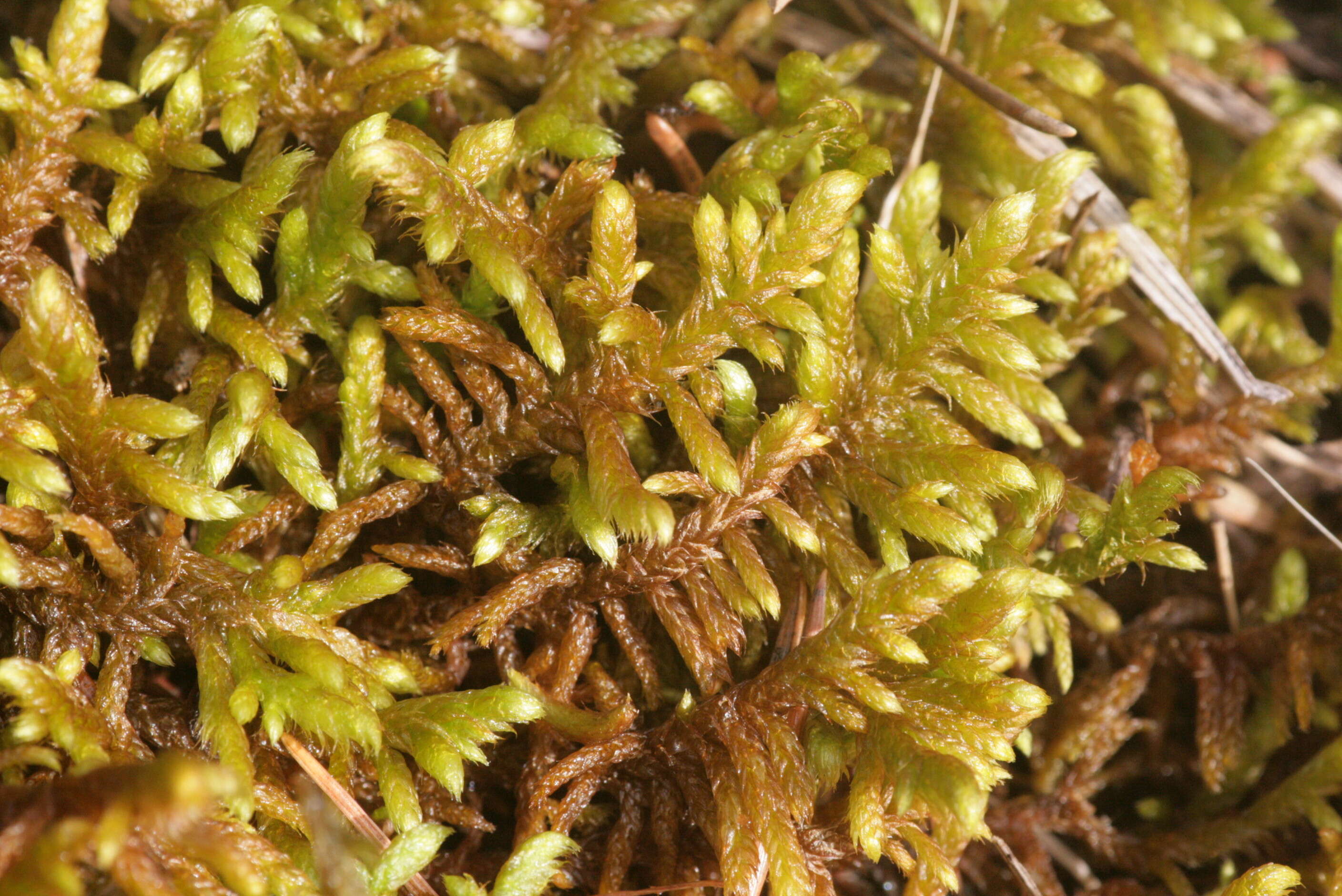 Image of rhytidium moss