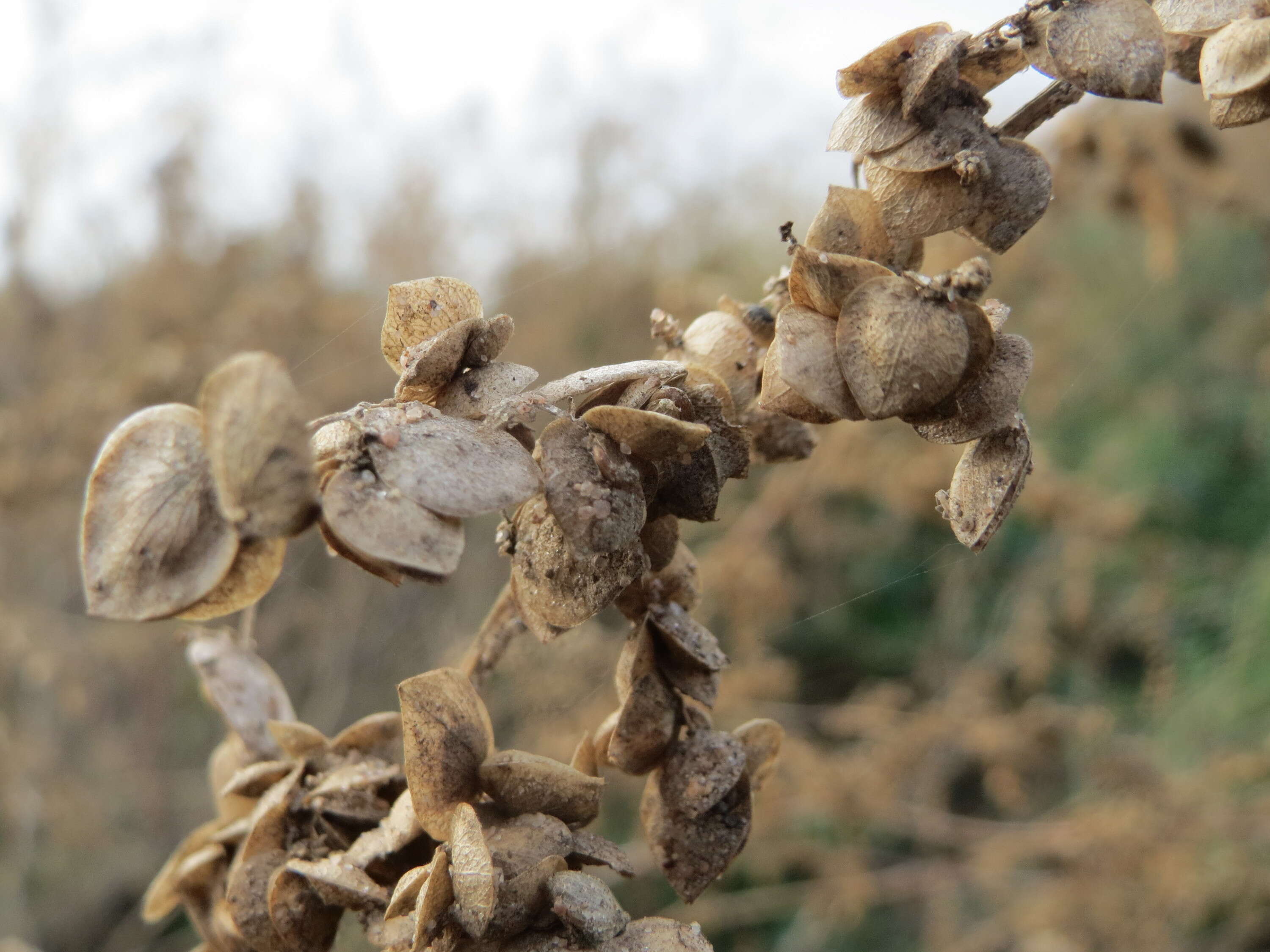 Image de Atriplex sagittata Bkh.