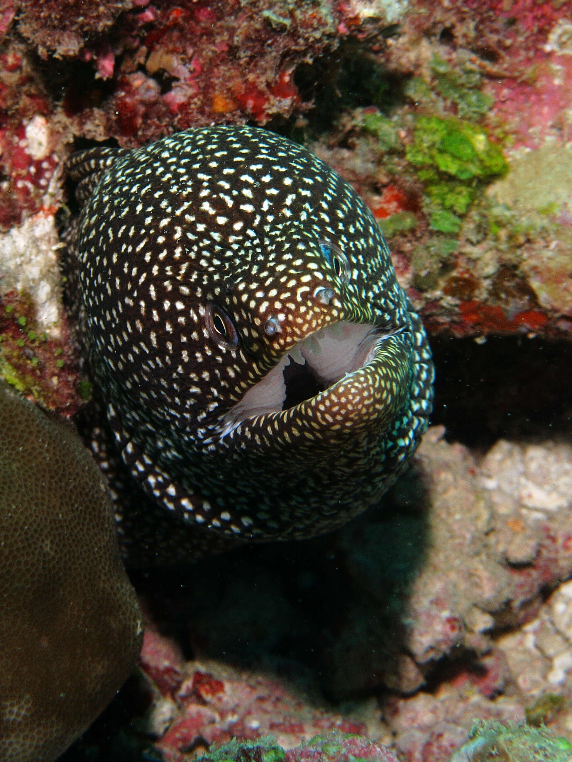 Image of Turkey moray