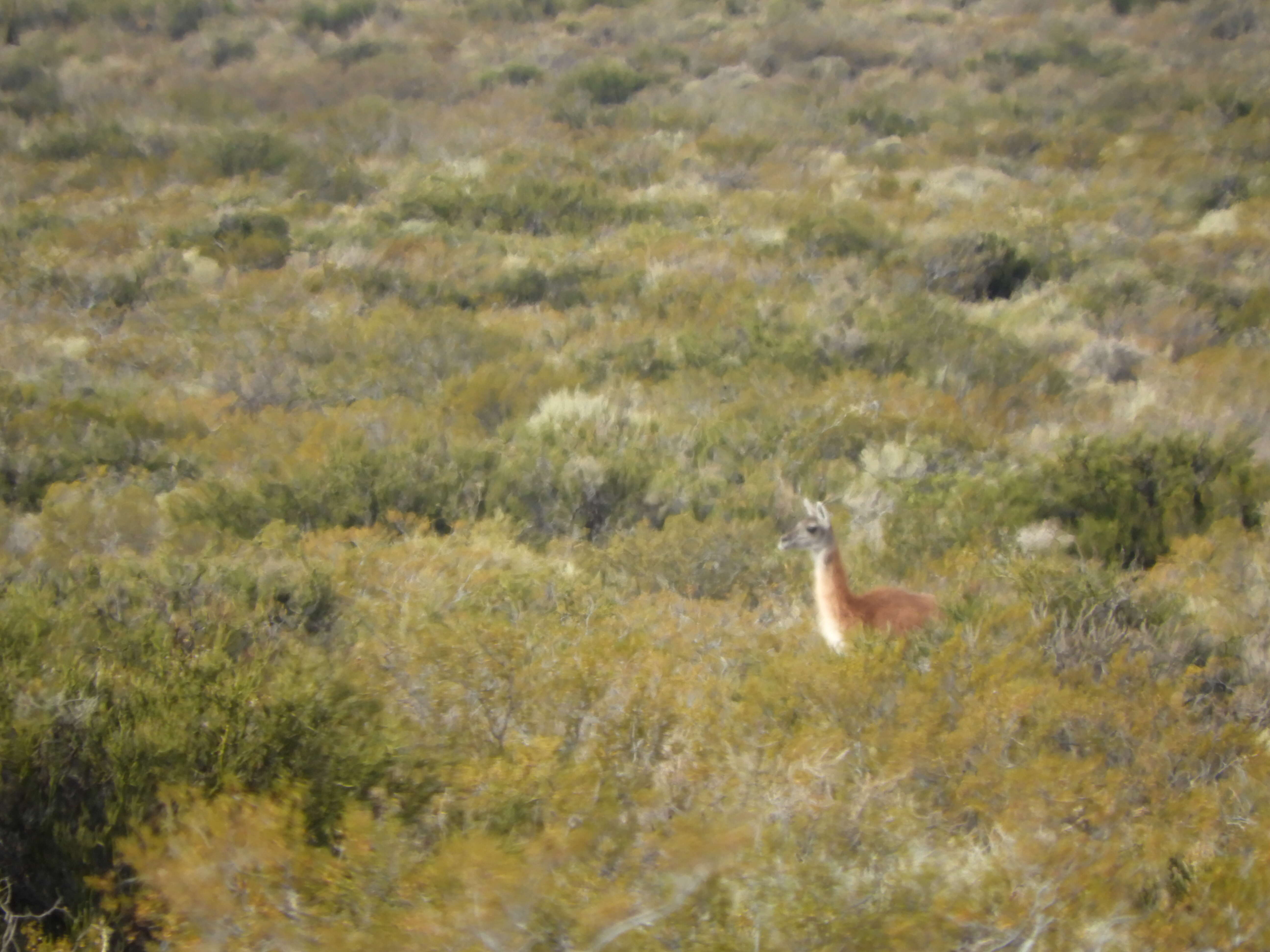 Image of Guanaco