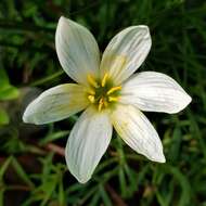 صورة Zephyranthes