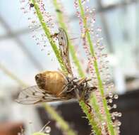 Image de Drosera filiformis Raf.