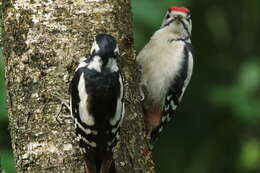 Image of Great Spotted Woodpecker