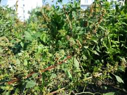 Image of Mediterranean Amaranth