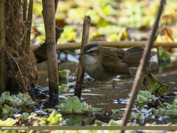 Image of Moustached Warbler