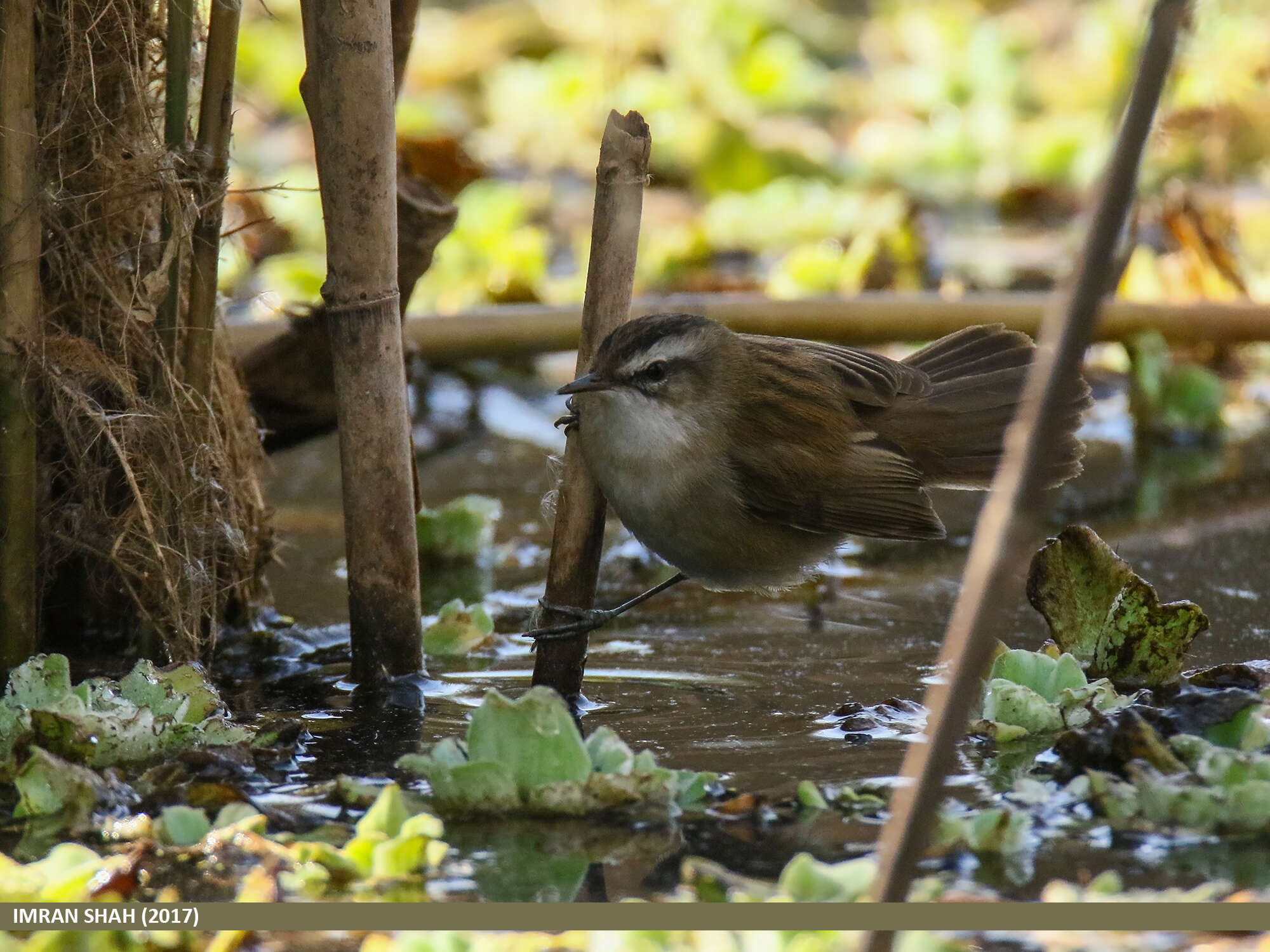 Image of Moustached Warbler