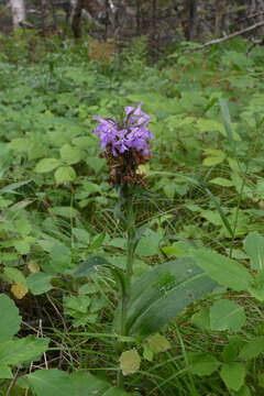 Image of Lesser purple fringed orchid