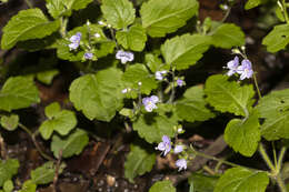 Image of Wood speedwell