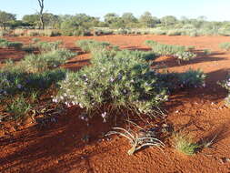 صورة Eremophila foliosissima Kränzl.