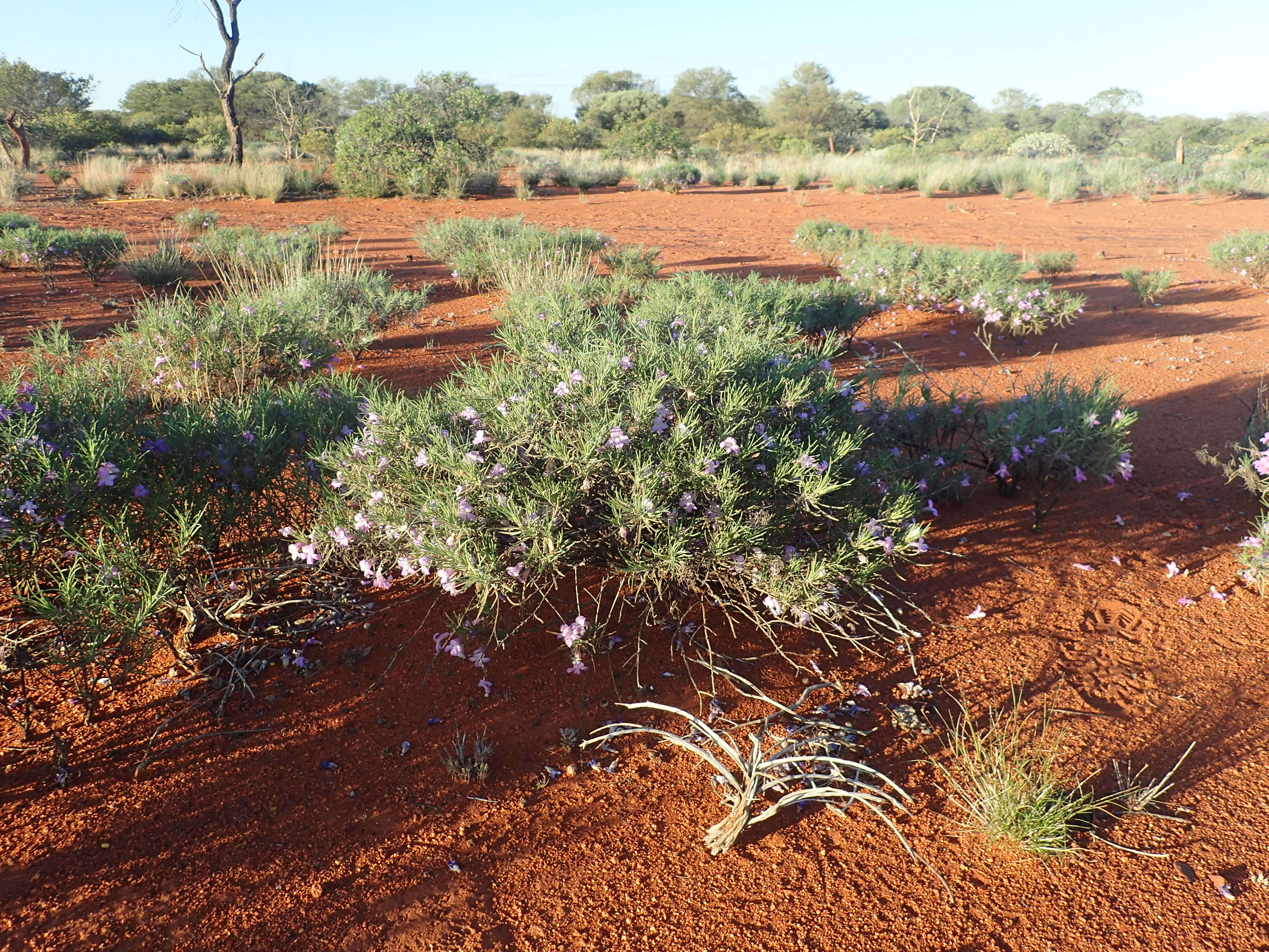 Image of Eremophila foliosissima Kränzl.